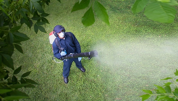 Slay the Buzz: Your Ultimate Guide to Mosquito Control in Oswego, IL!